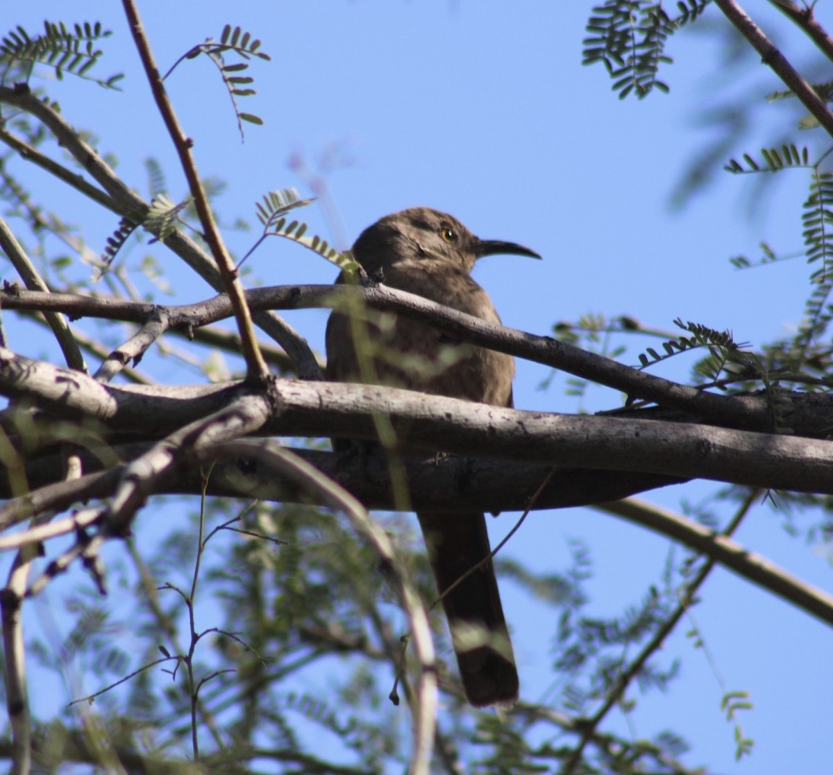 Curve-billed Thrasher - ML646330334