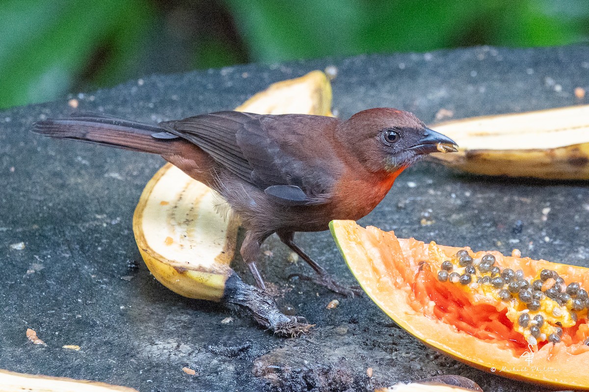 Red-throated Ant-Tanager - ML646330335
