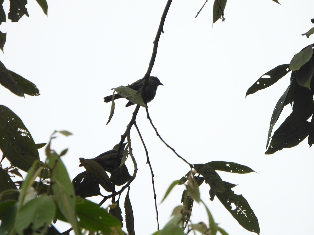 Palmentangare - ML646330336