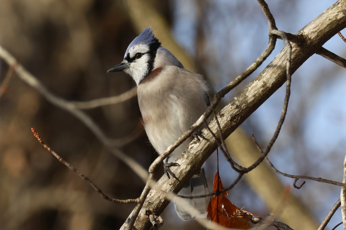 Blue Jay - ML646330337