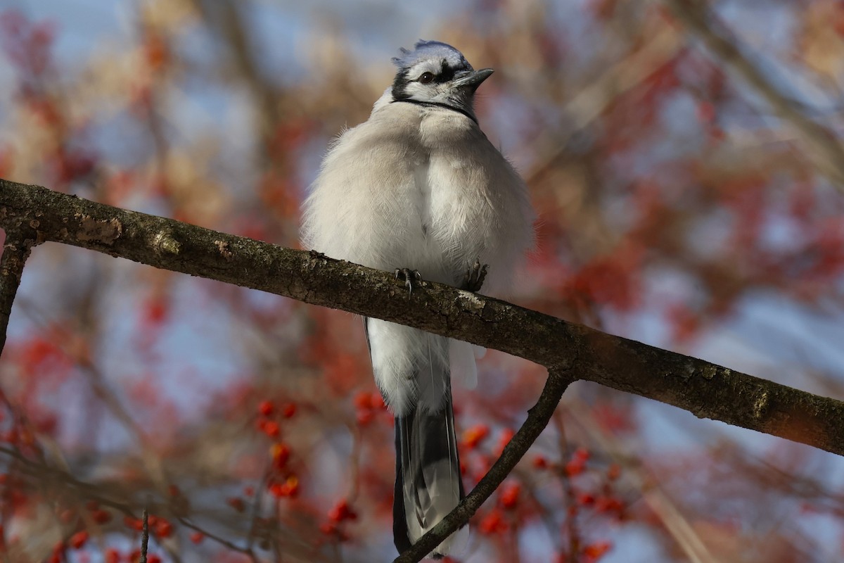 Blue Jay - ML646330338
