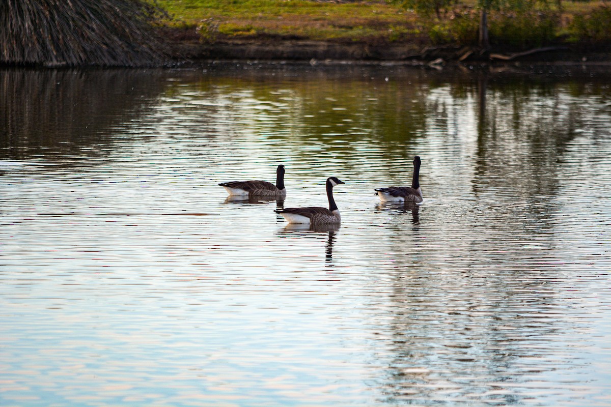 ברנטה קנדית - ML646330339