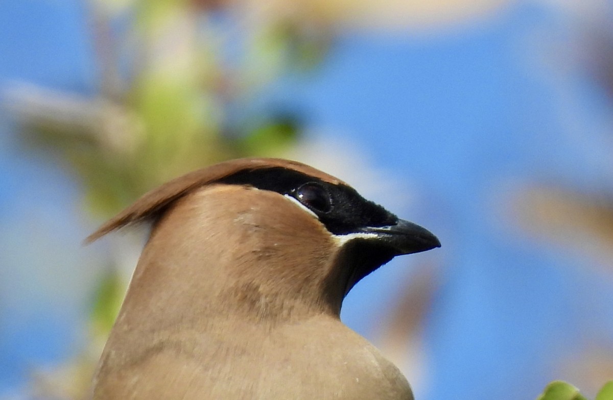 brkoslav americký - ML646330349