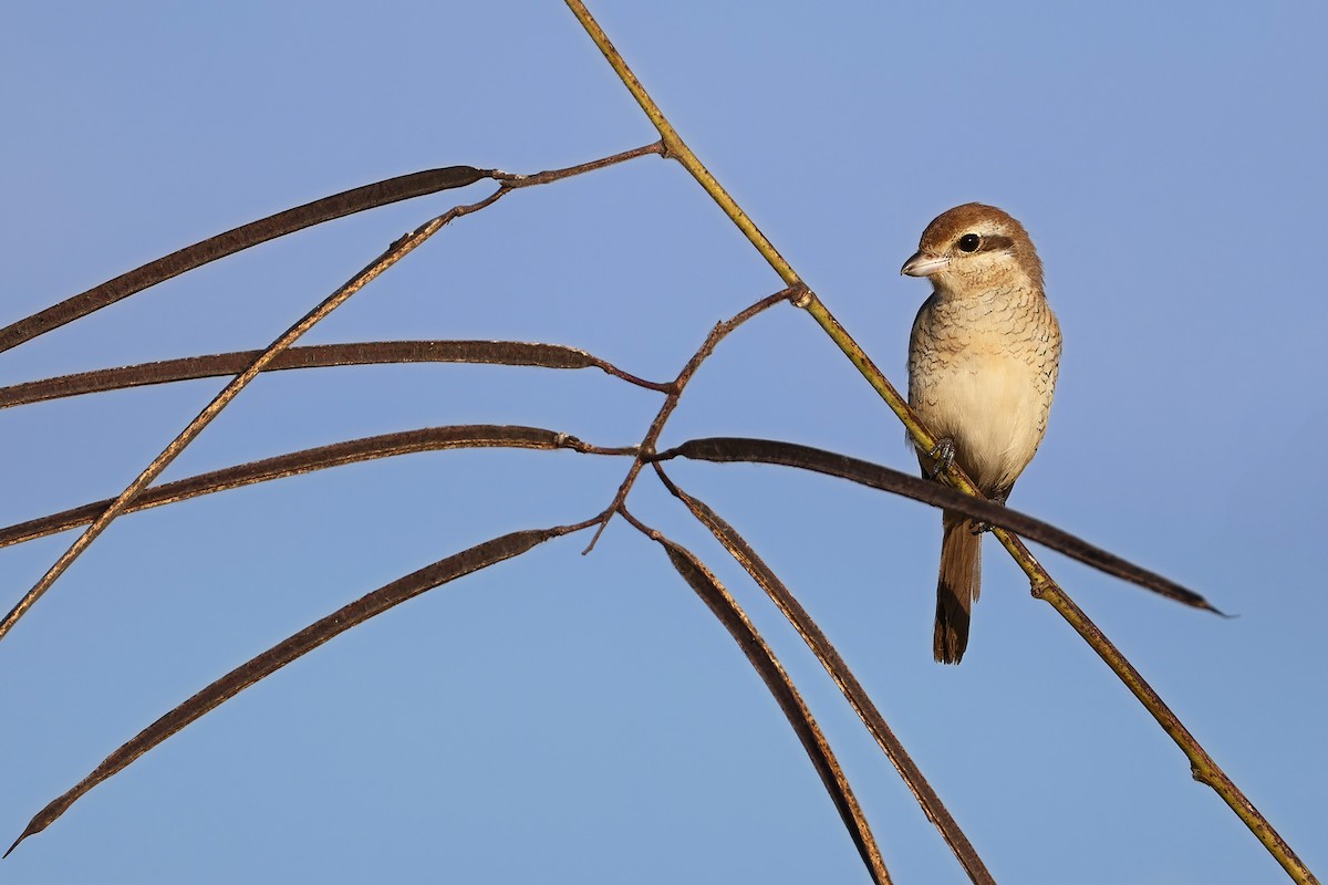 Brown Shrike (Brown) - ML646330351