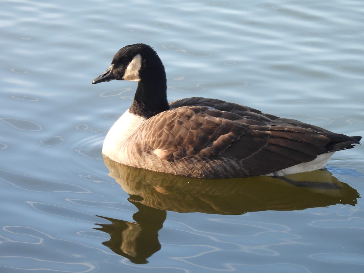 ברנטה קנדית - ML646330356