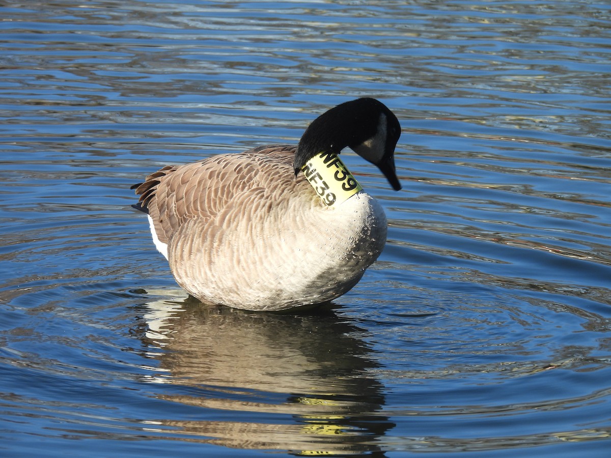 ברנטה קנדית - ML646330357