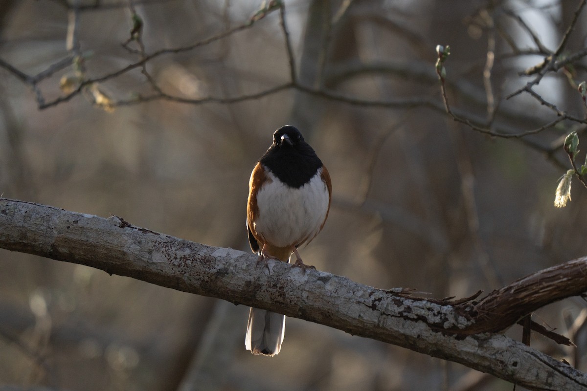 Eastern Towhee - ML646330358