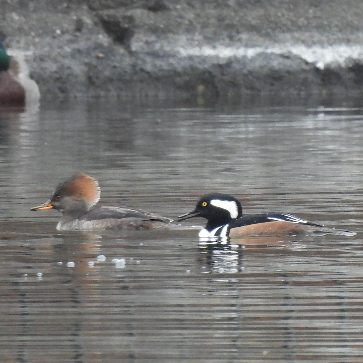 Smergo dal cappuccio - ML646330359