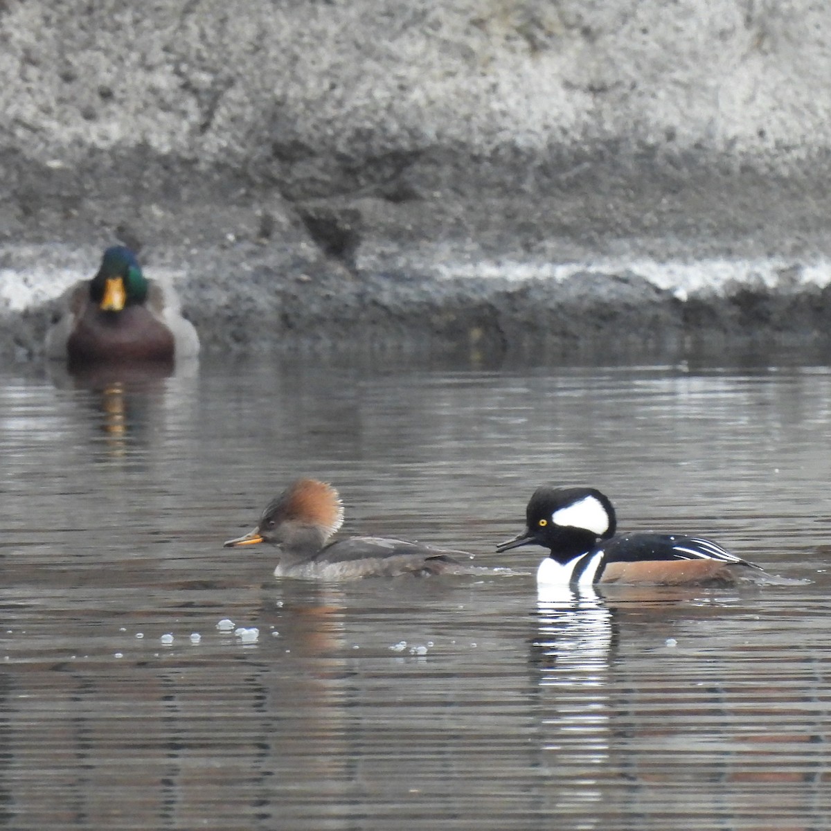 Smergo dal cappuccio - ML646330360