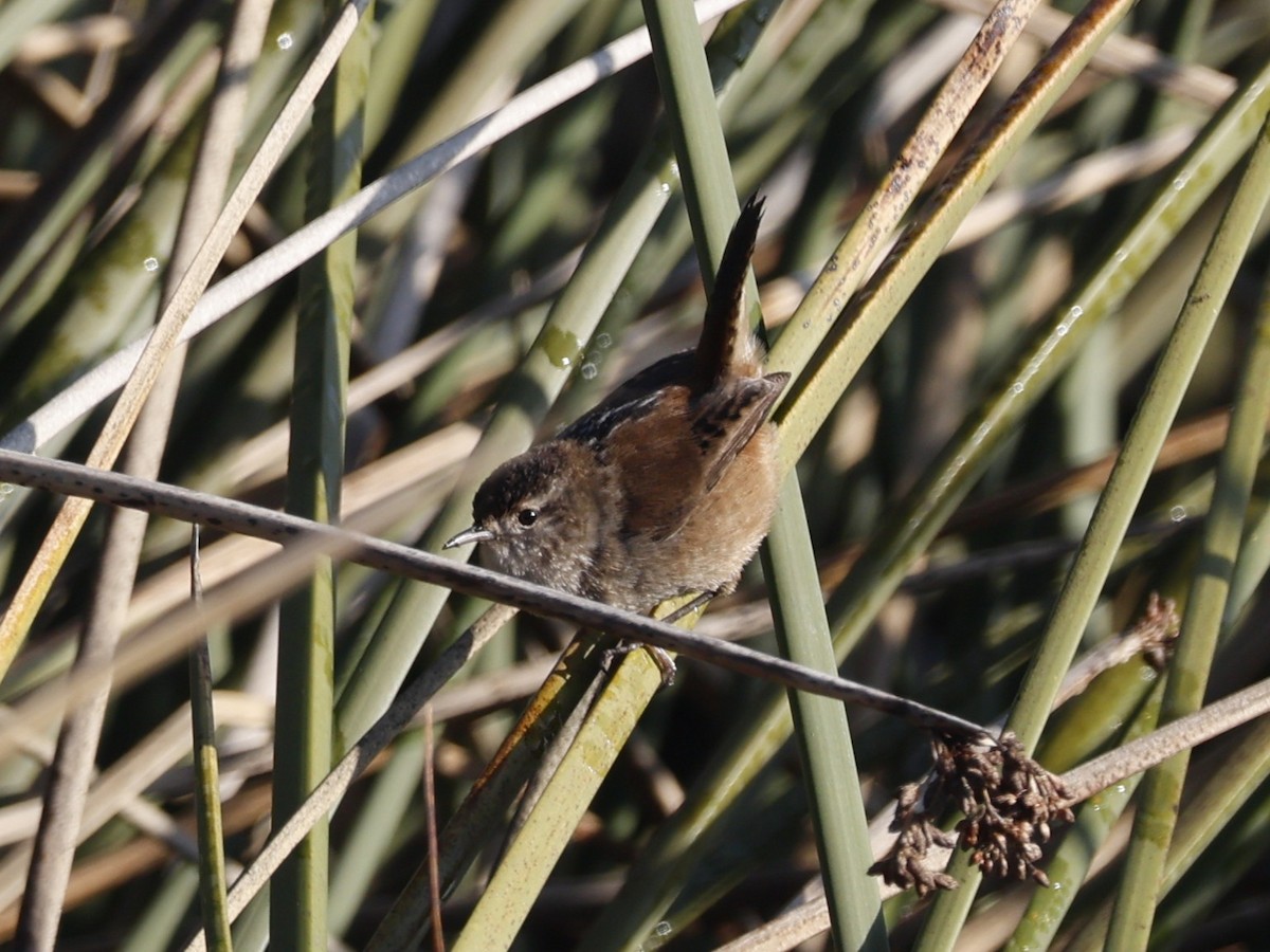 Marsh Wren (paludicola Group) - ML646330363