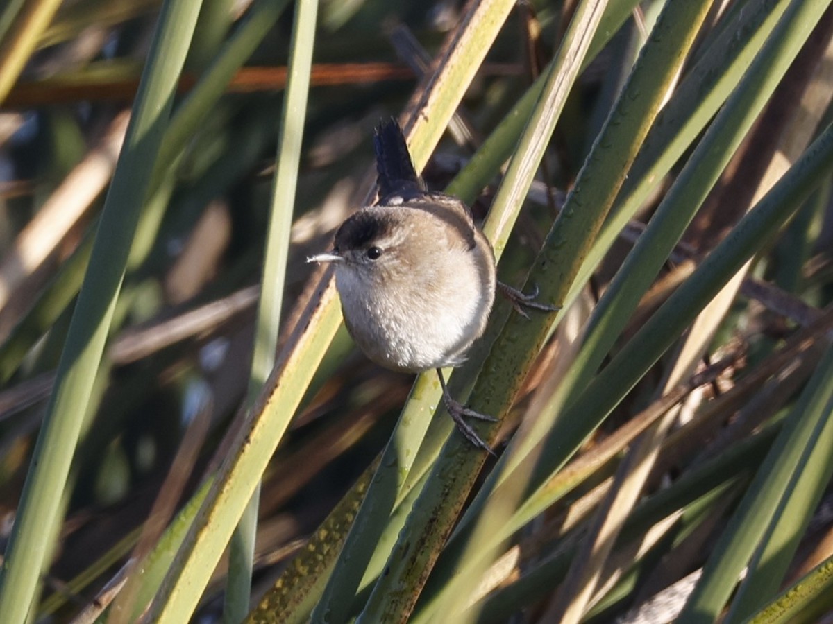 Marsh Wren (paludicola Group) - ML646330376