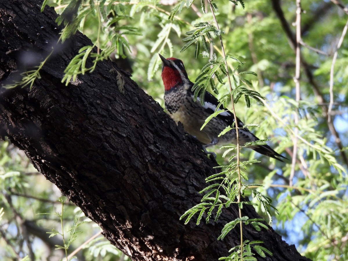 Rotnacken-Saftlecker - ML646330379