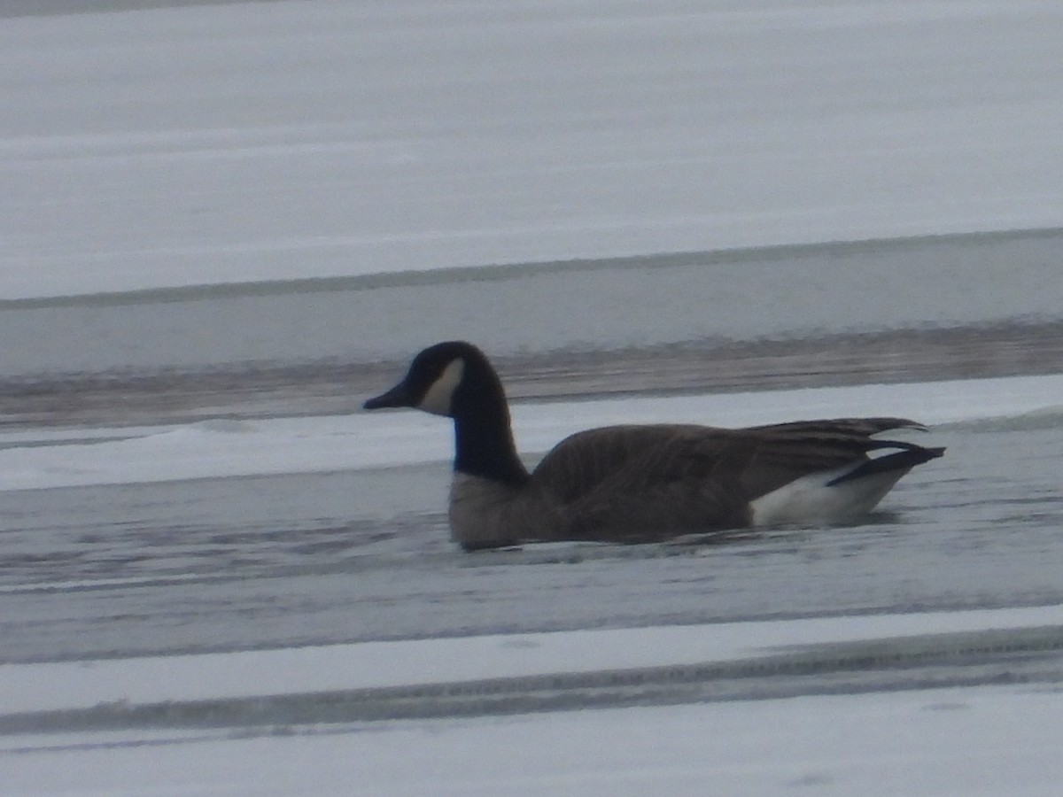 ברנטה קנדית - ML646330380