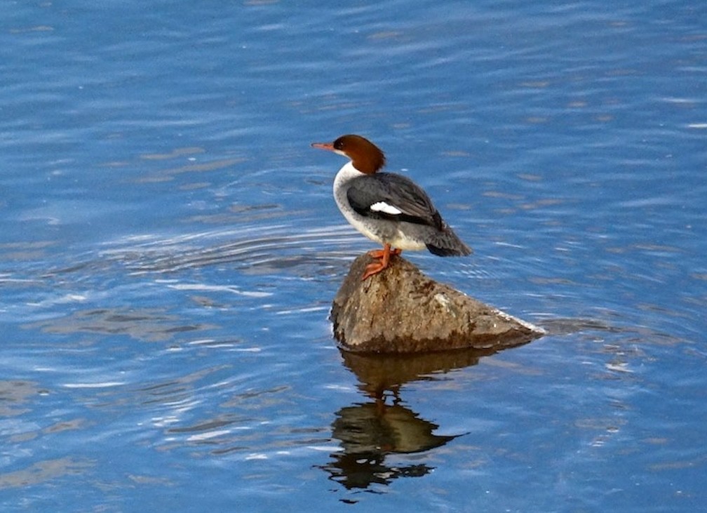 Common Merganser - ML646330386