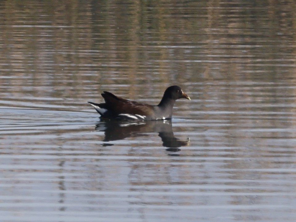 Common Gallinule (American) - ML646330396