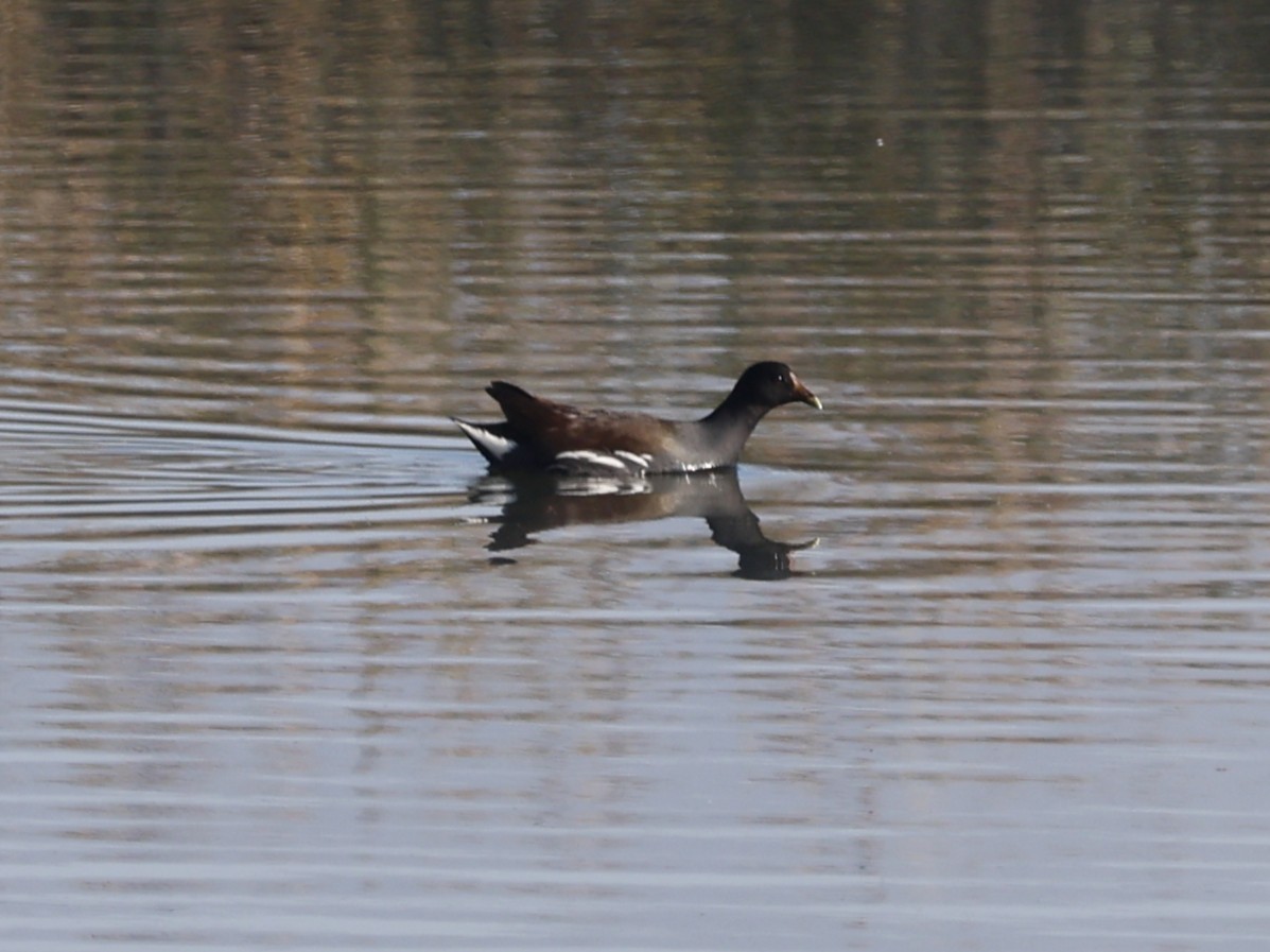 Common Gallinule (American) - ML646330407