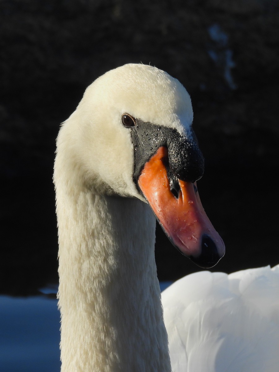 Лебідь-шипун - ML646330409