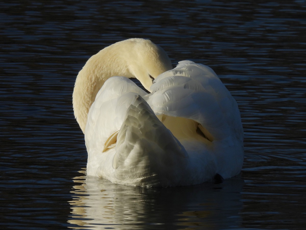 Лебідь-шипун - ML646330410