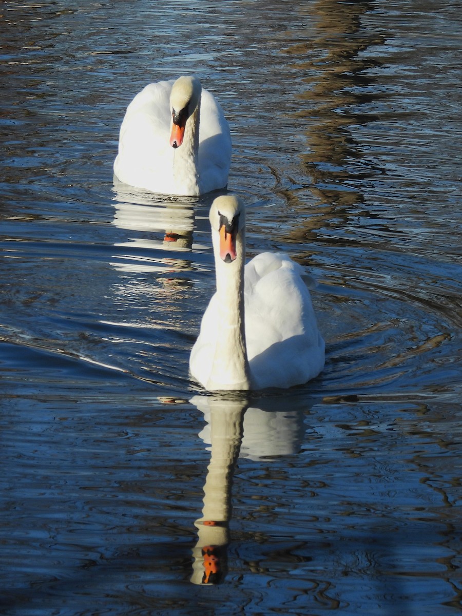 Лебідь-шипун - ML646330411