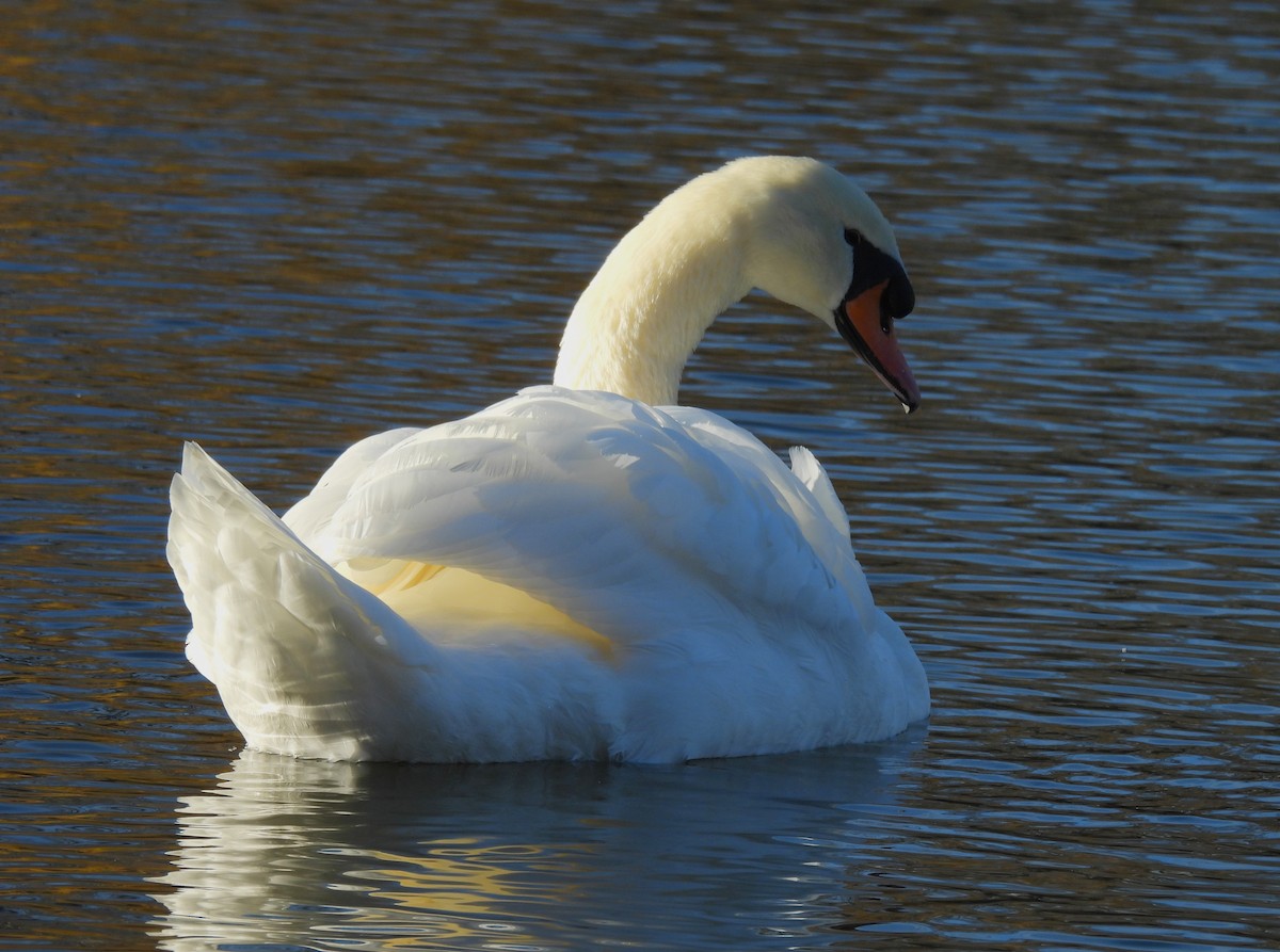 Лебідь-шипун - ML646330412