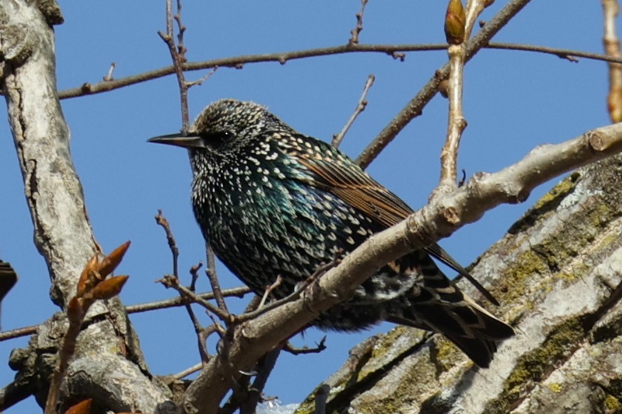 European Starling - ML646330413