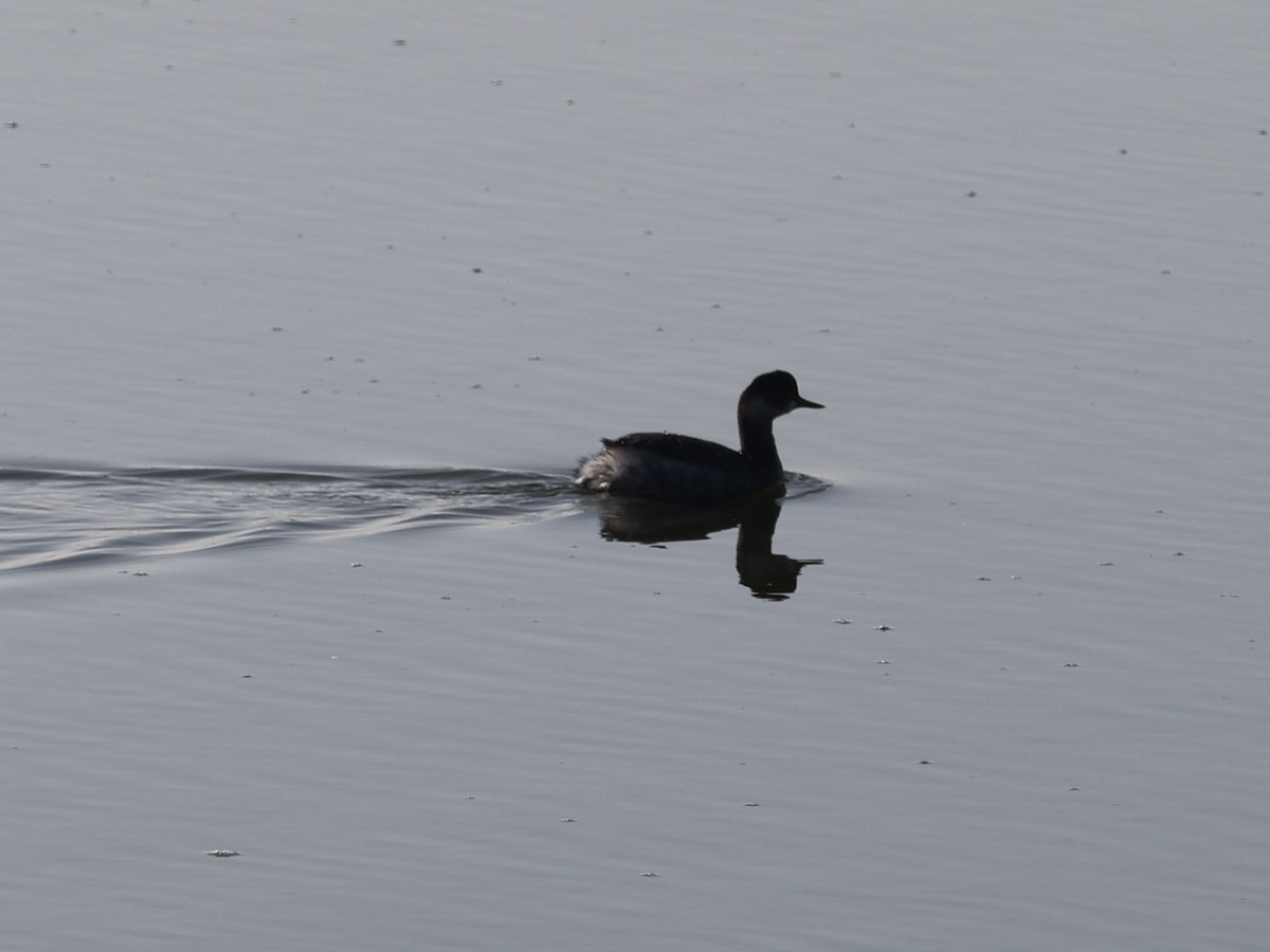 Grèbe à cou noir - ML646330416