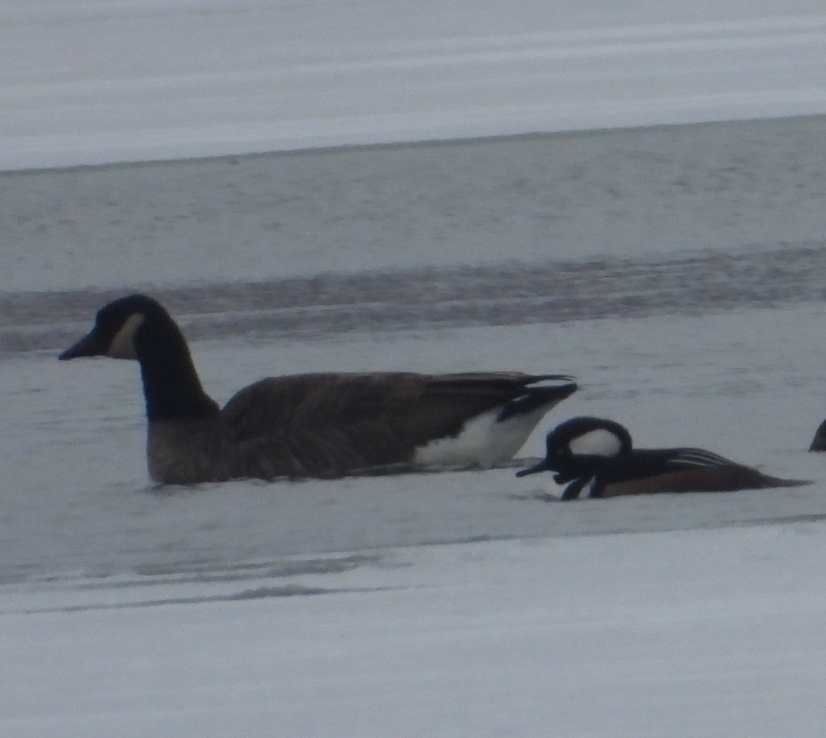 ברנטה קנדית - ML646330419
