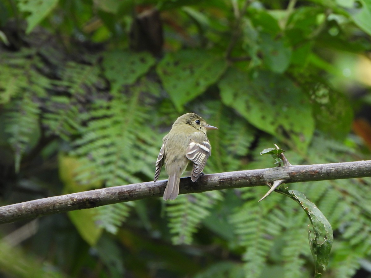 Buchenschnäppertyrann - ML646330420