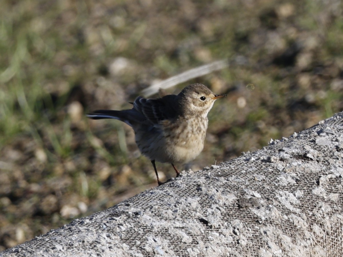 American Pipit - ML646330421