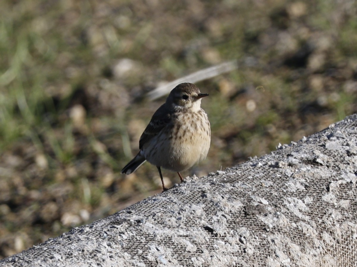 American Pipit - ML646330423