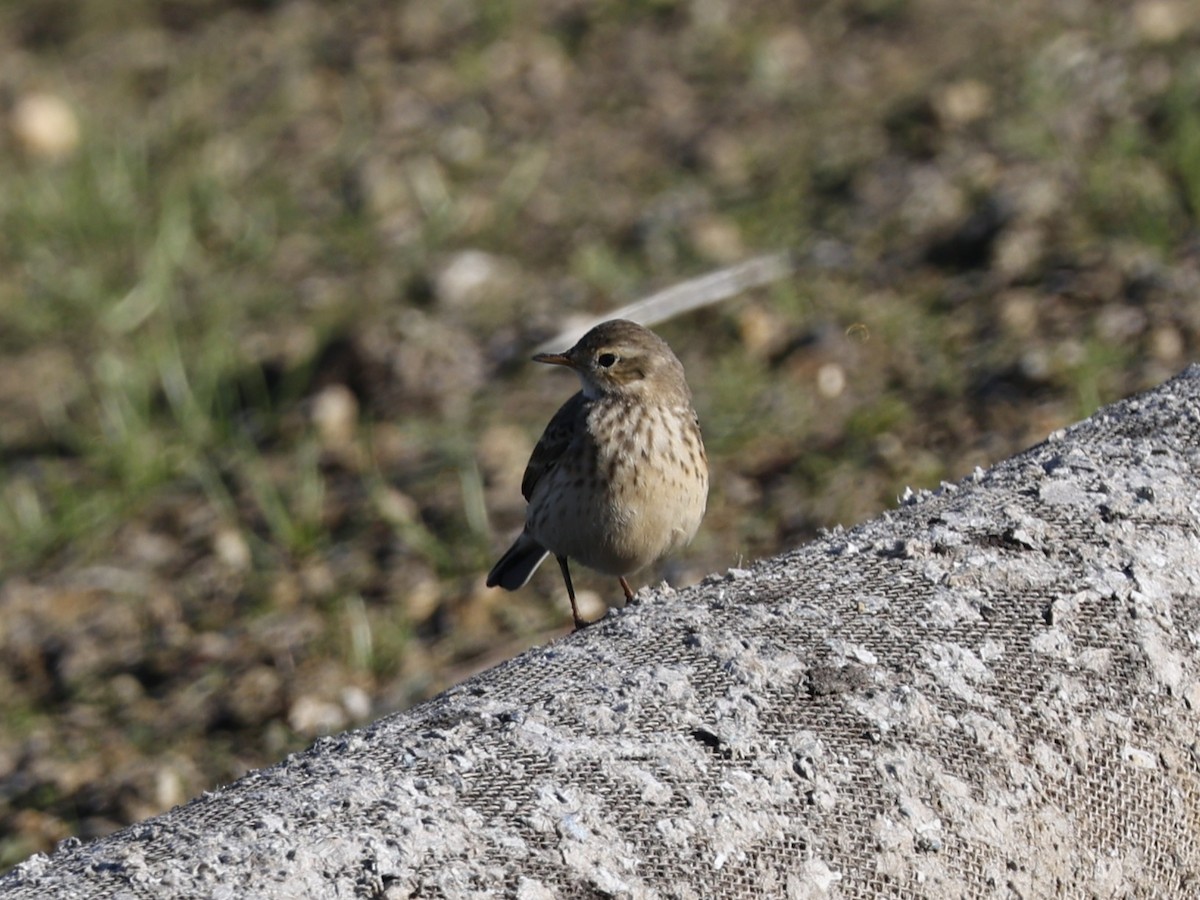 American Pipit - ML646330424