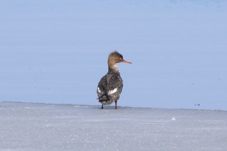Крех середній - ML646330425