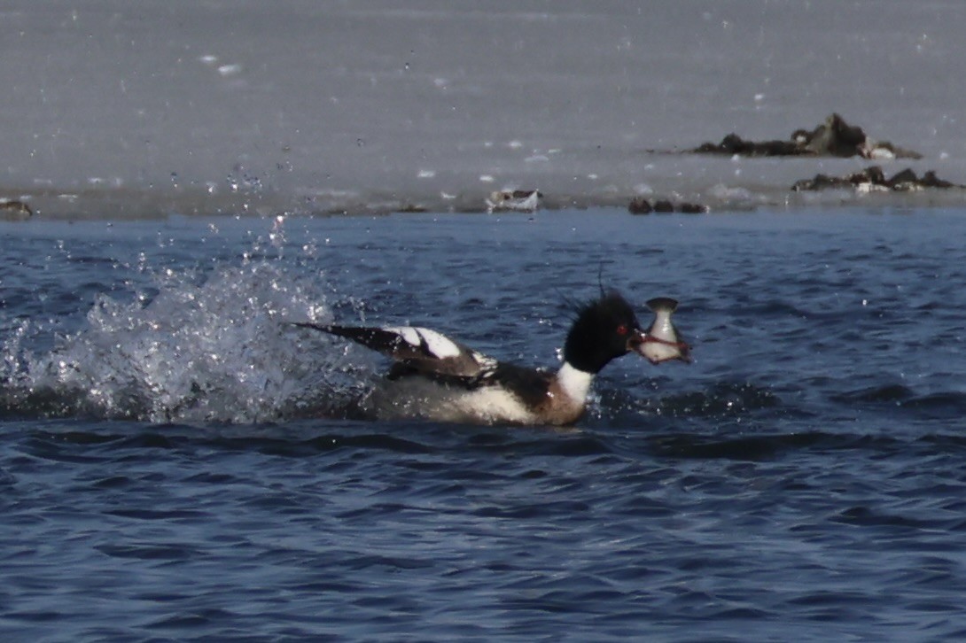 Крех середній - ML646330426