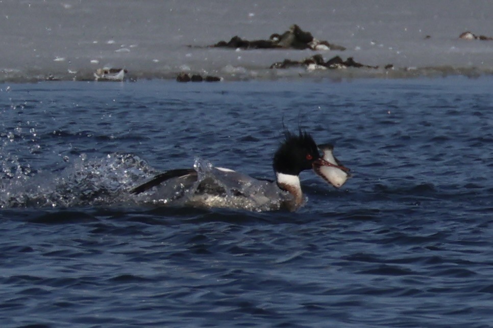 Крех середній - ML646330427