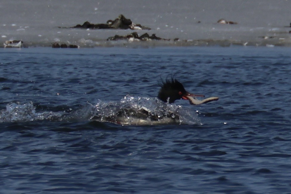 Крех середній - ML646330428