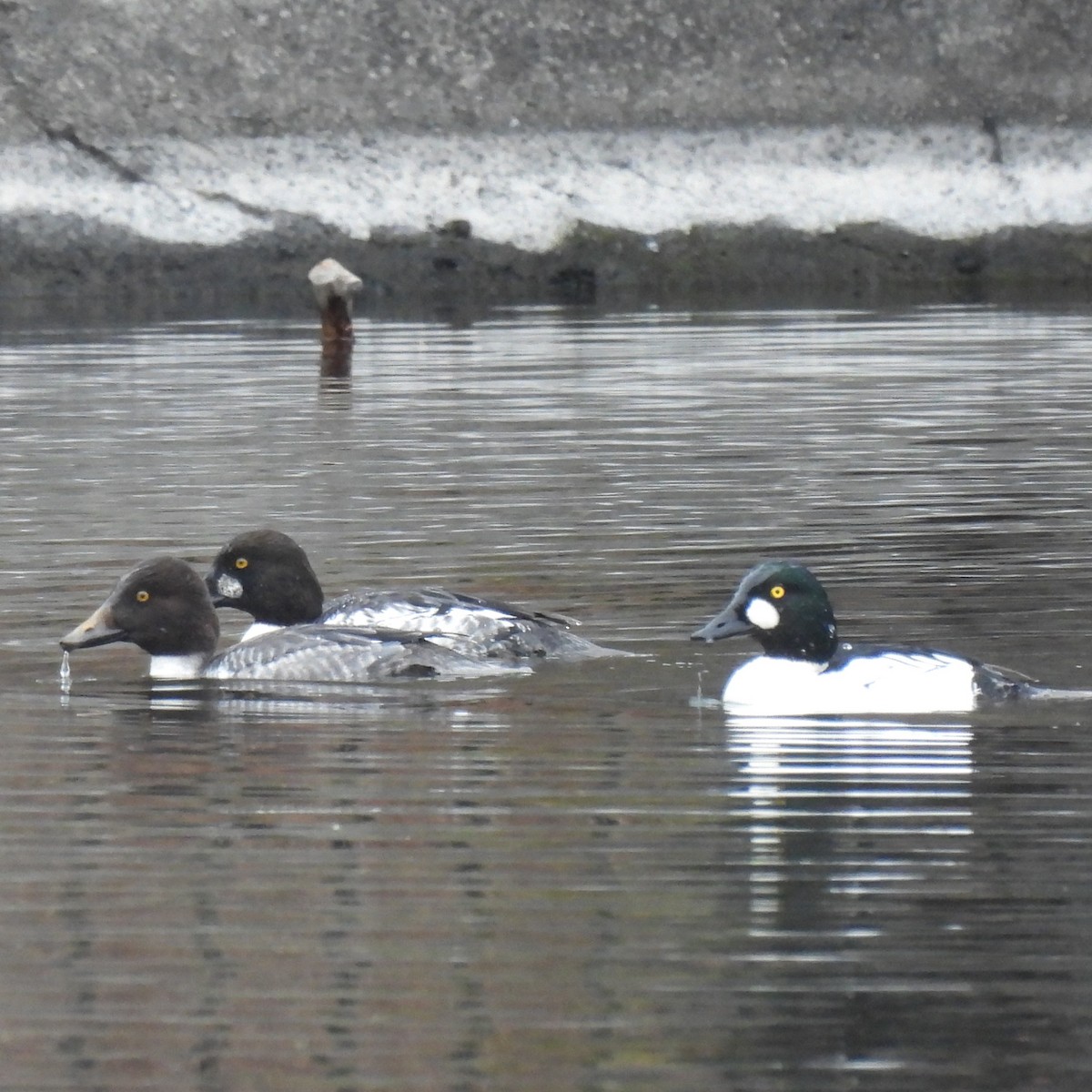 Quattrocchi - ML646330429