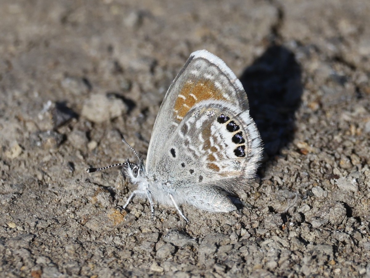 Common Western Pygmy Blue - ML646330431