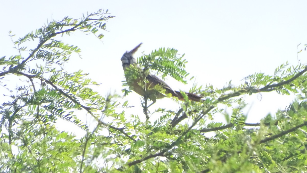 Vermilion Cardinal - ML646330437