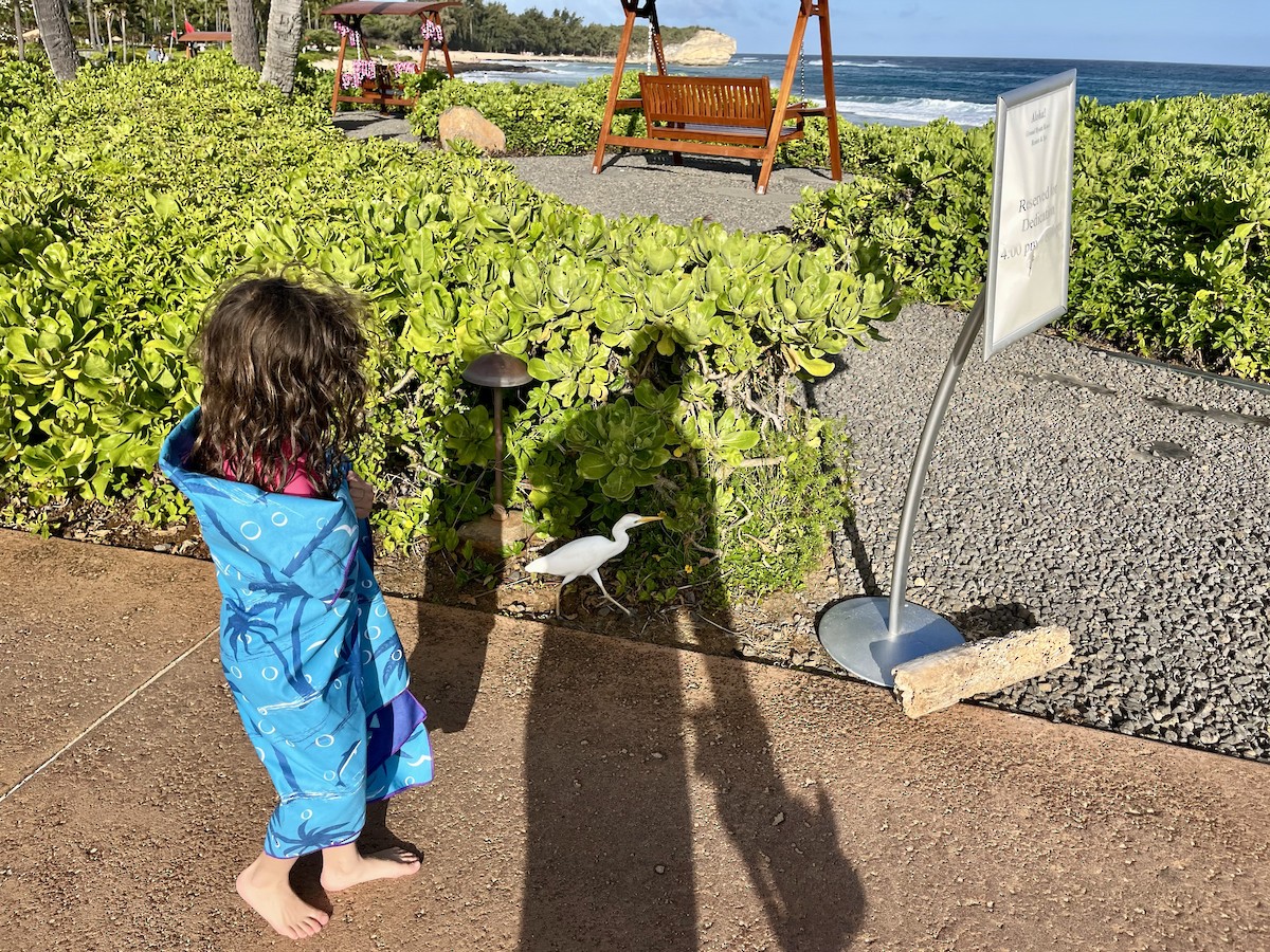 Western Cattle-Egret - ML646330443