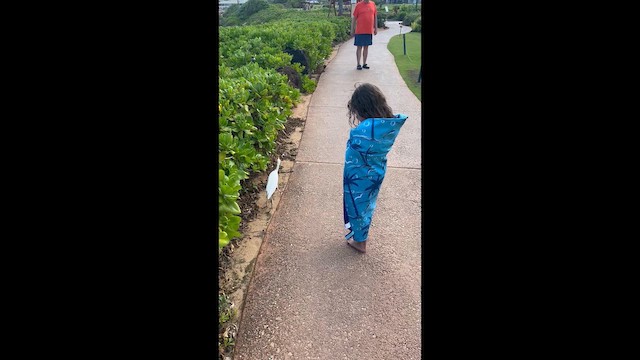 Western Cattle-Egret - ML646330447