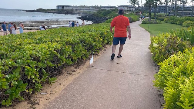 Western Cattle-Egret - ML646330448