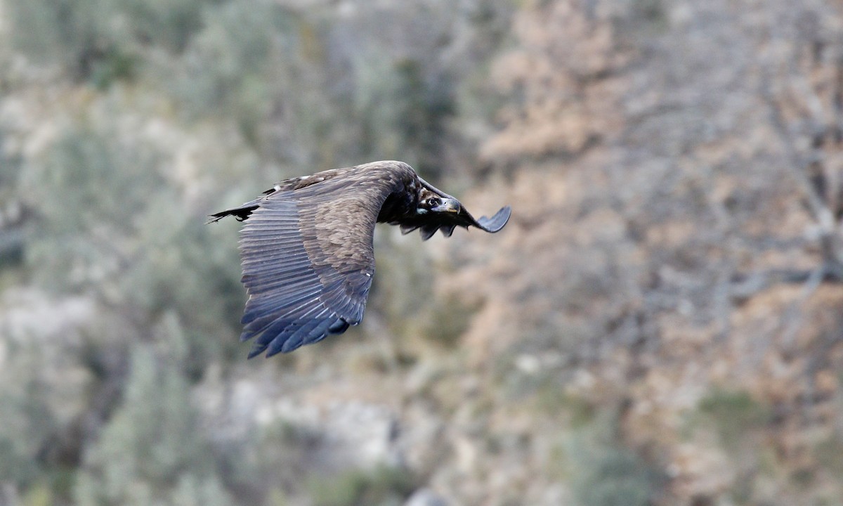 Buitre Negro - ML646330451