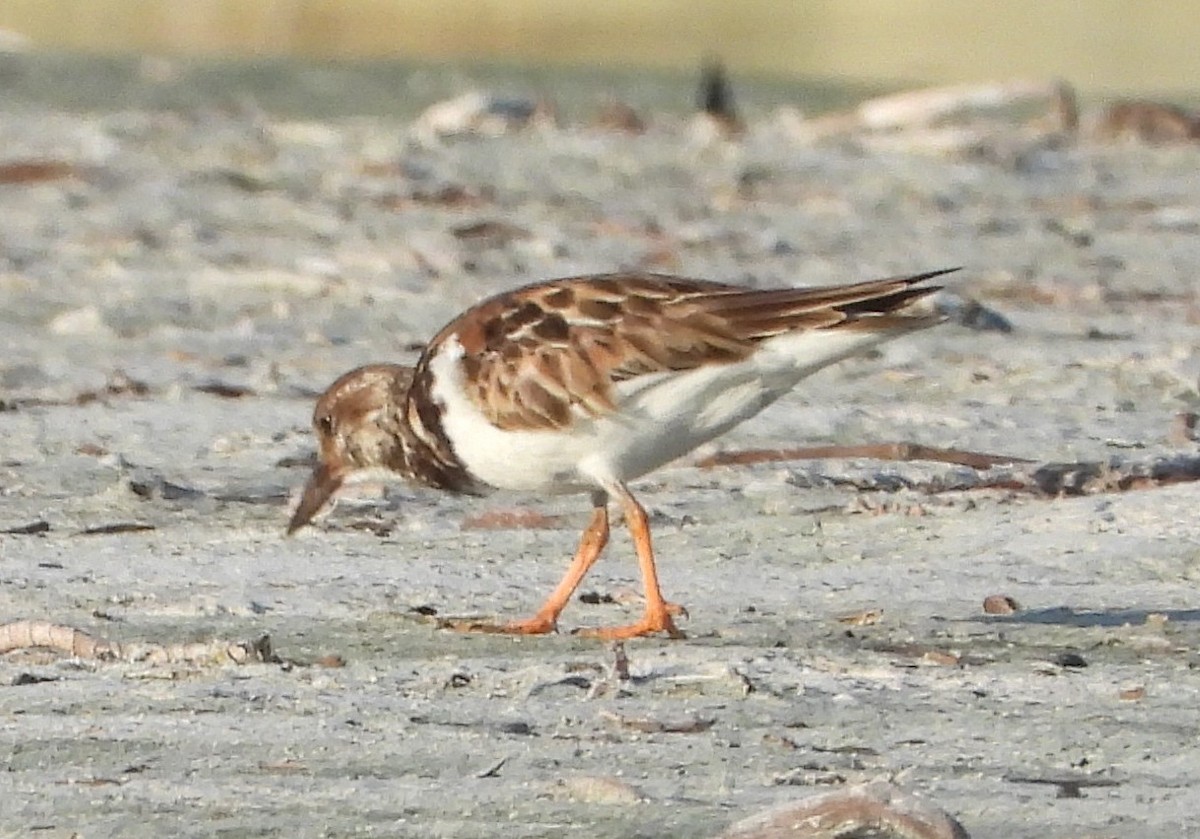 翻石鷸 - ML646330456