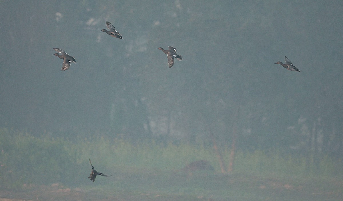 Gadwall - ML646330457