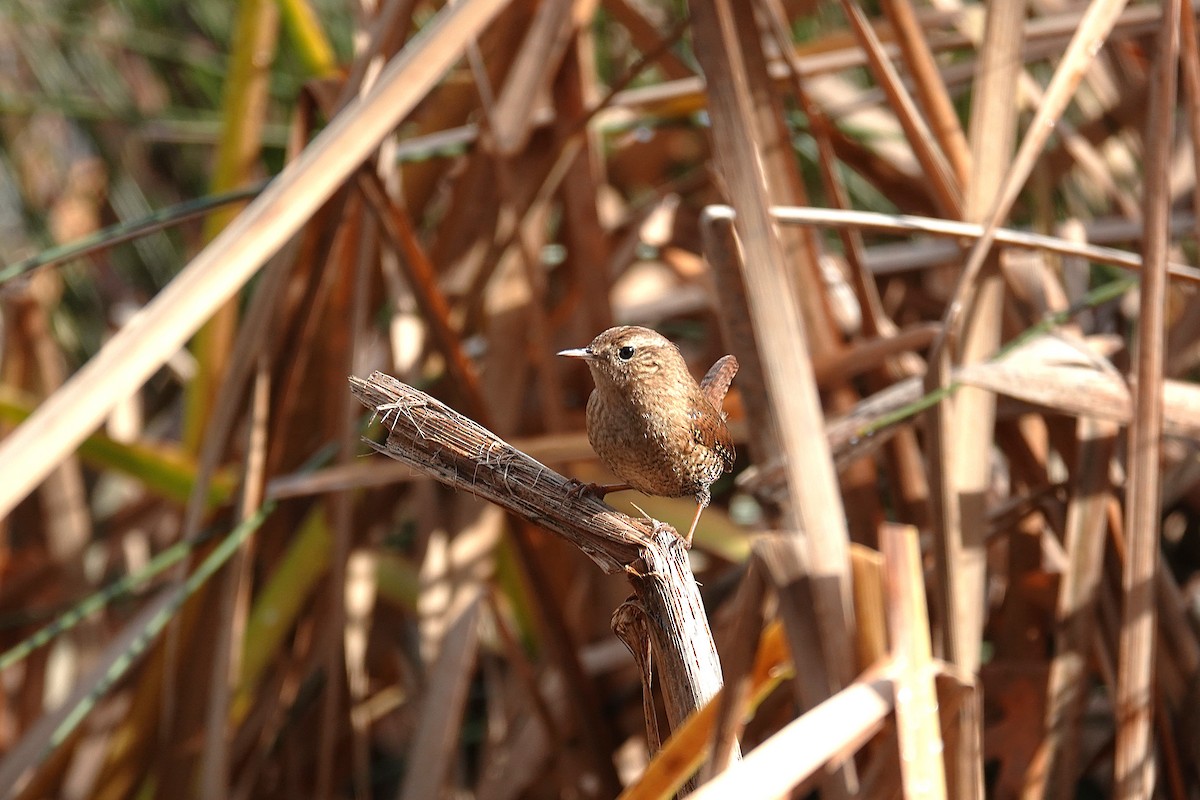 フユミソサザイ - ML646330458