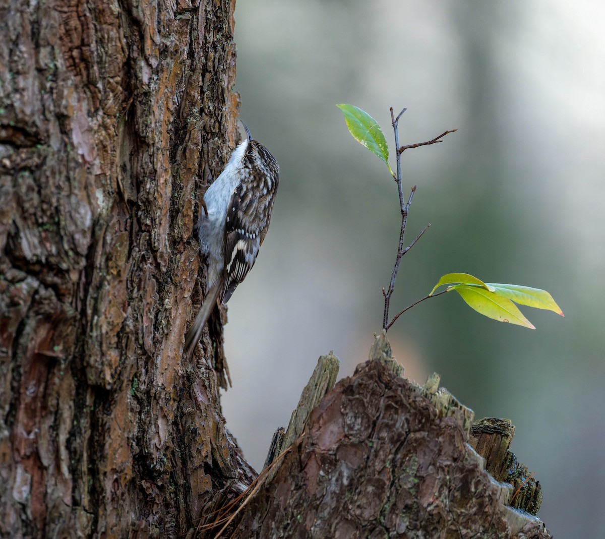 Brown Creeper - ML646330459