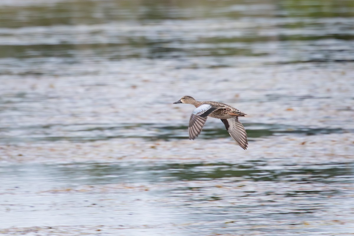 Blauflügelente - ML646330460