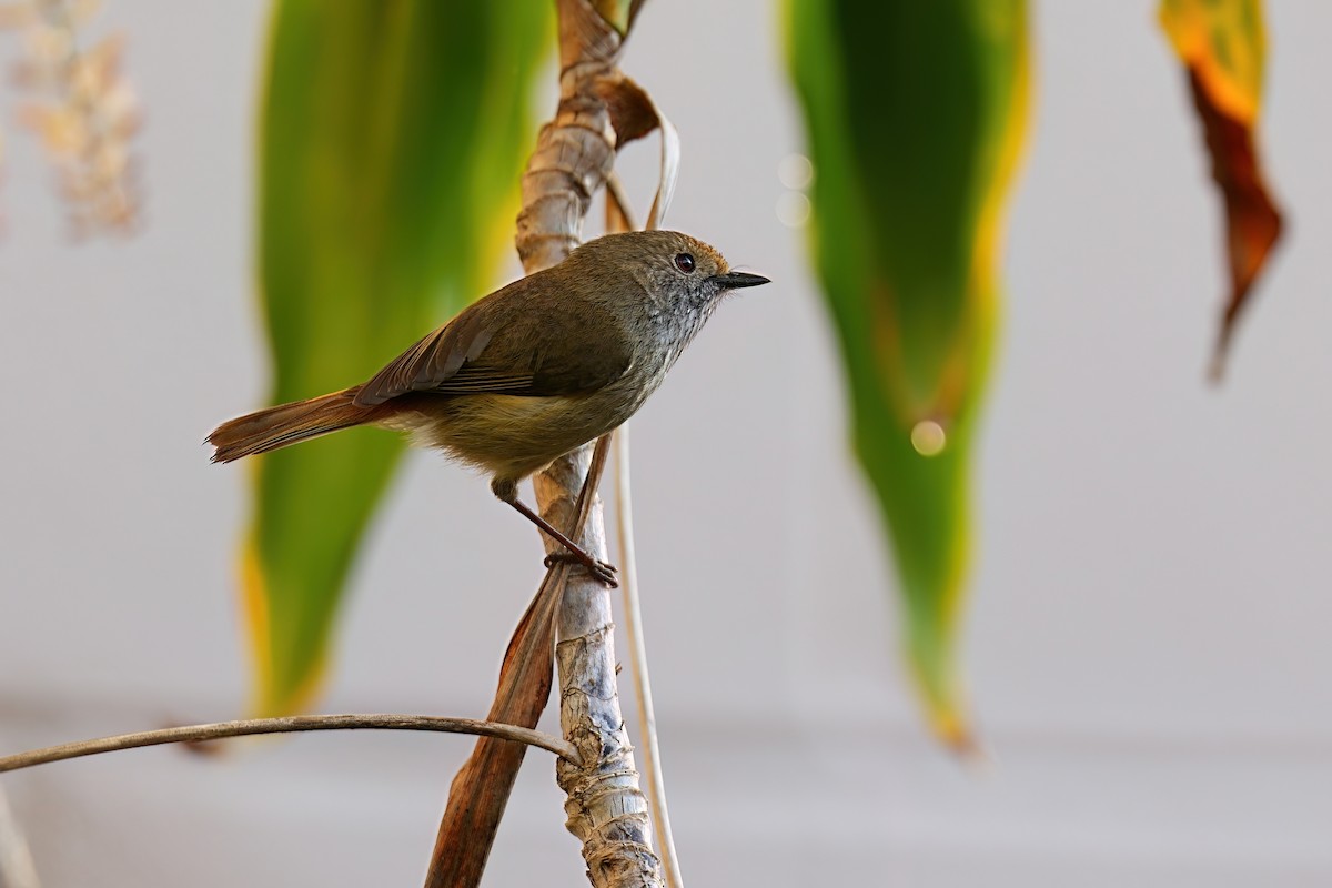 Brown Thornbill - ML646330464