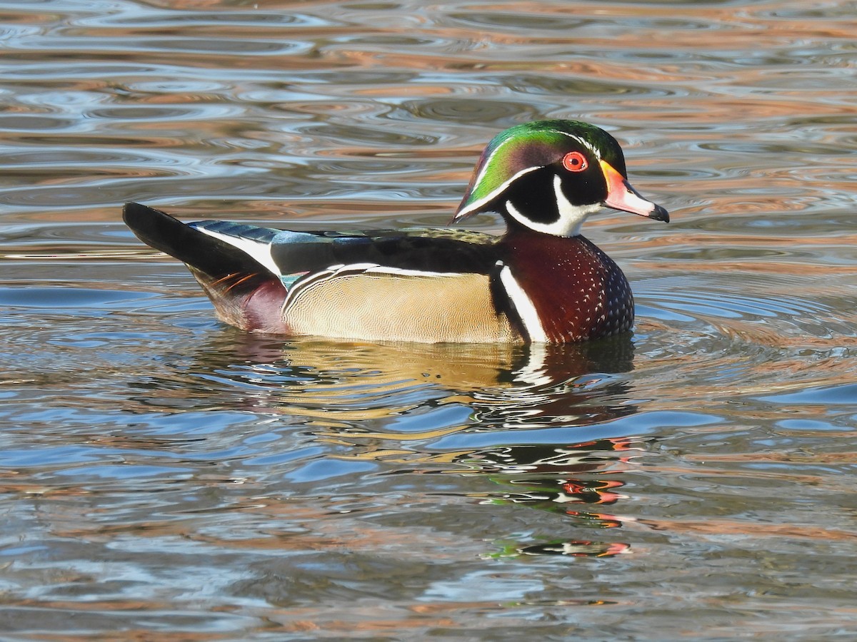 Каролінка - ML646330466