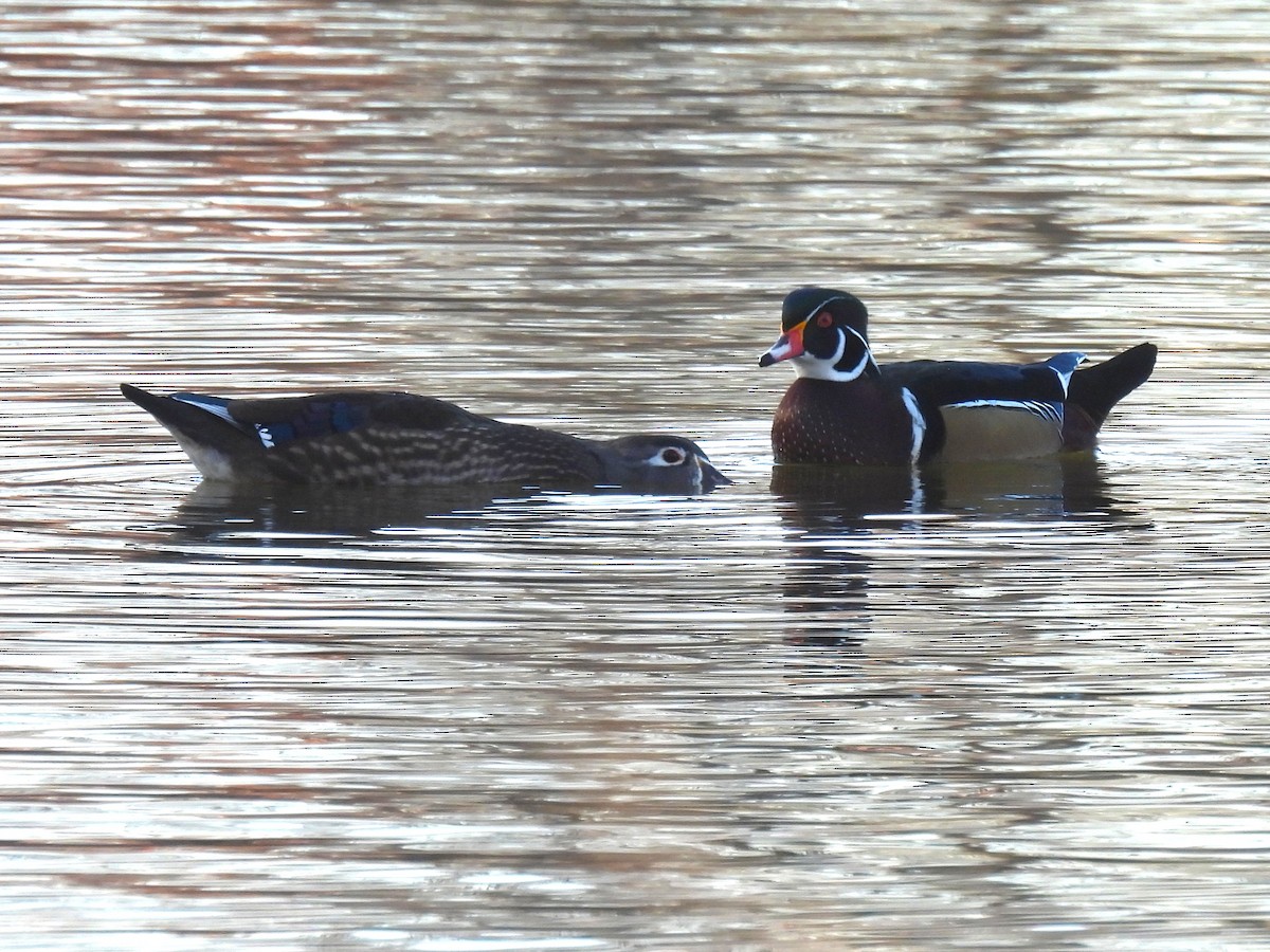 アメリカオシ - ML646330467